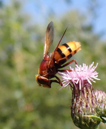 Réf. 289 259 : Volucella zonaria